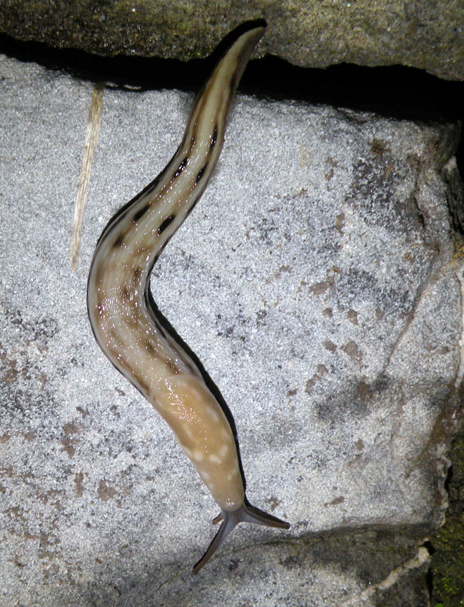 Notte di luna piena nel bosco: i Limax da Ligonchio